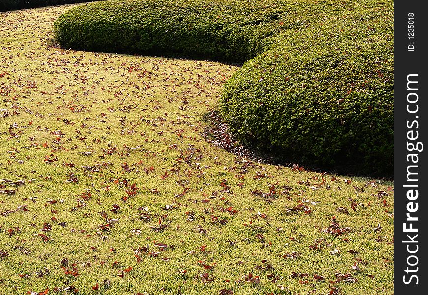 autumnal park lane in japanese park, with fallen leaves and well-cut bushes