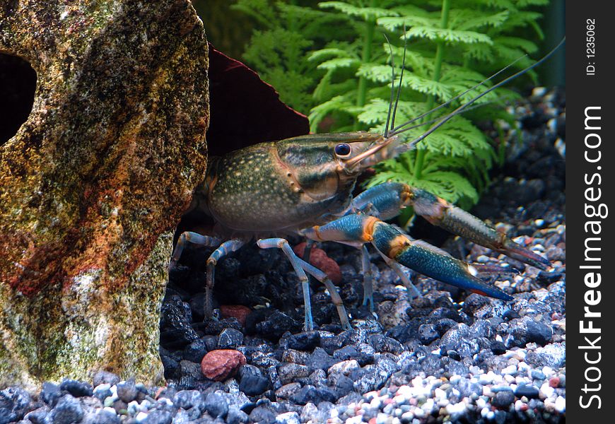 Blue crayfish inside its cave.