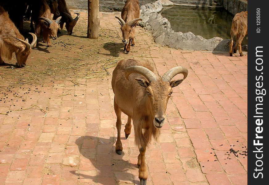 Brown goats in zoo, brown background