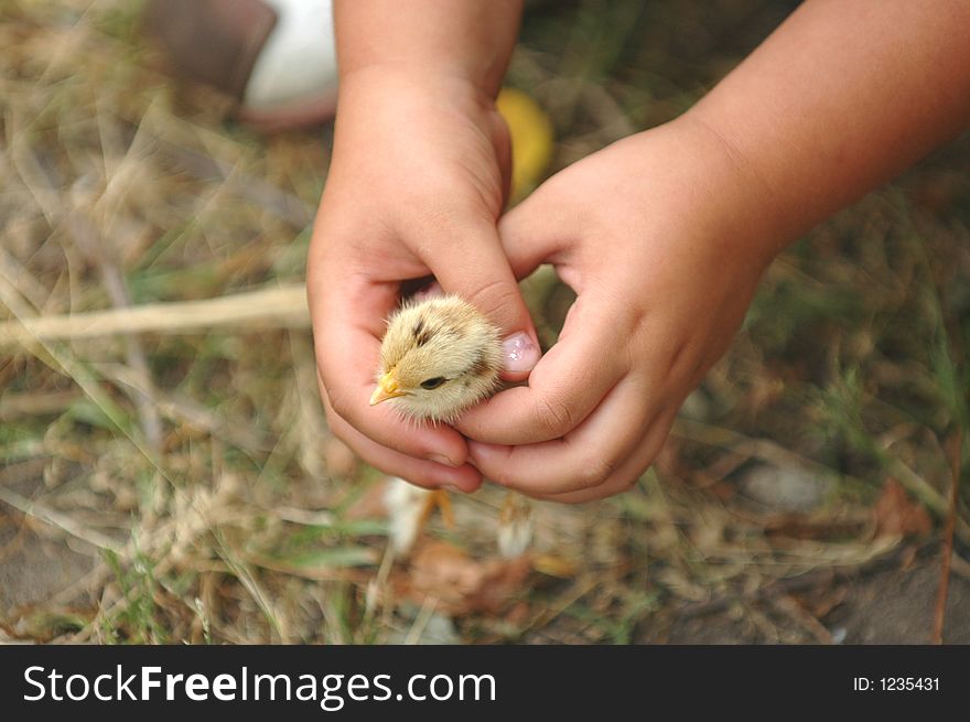 A newly born chicken is between hands of a child. A newly born chicken is between hands of a child
