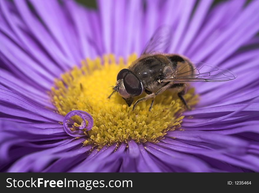 Bee on a violet-coloured flower collecting pollen
