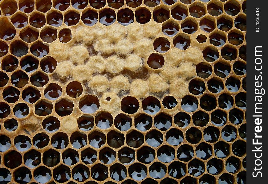 Honey Texture