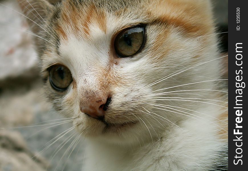 Young cat - detail of head