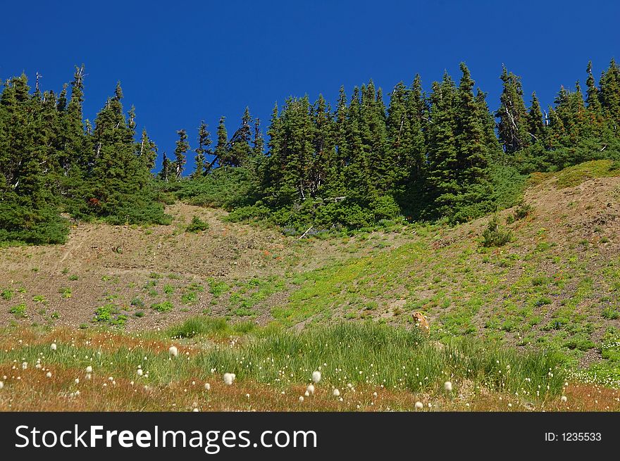 Marmot in a mountain meadow