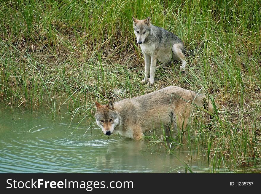 A pair of Rocky Mountain Grey Wolves (canis lupus) getting a drink of water