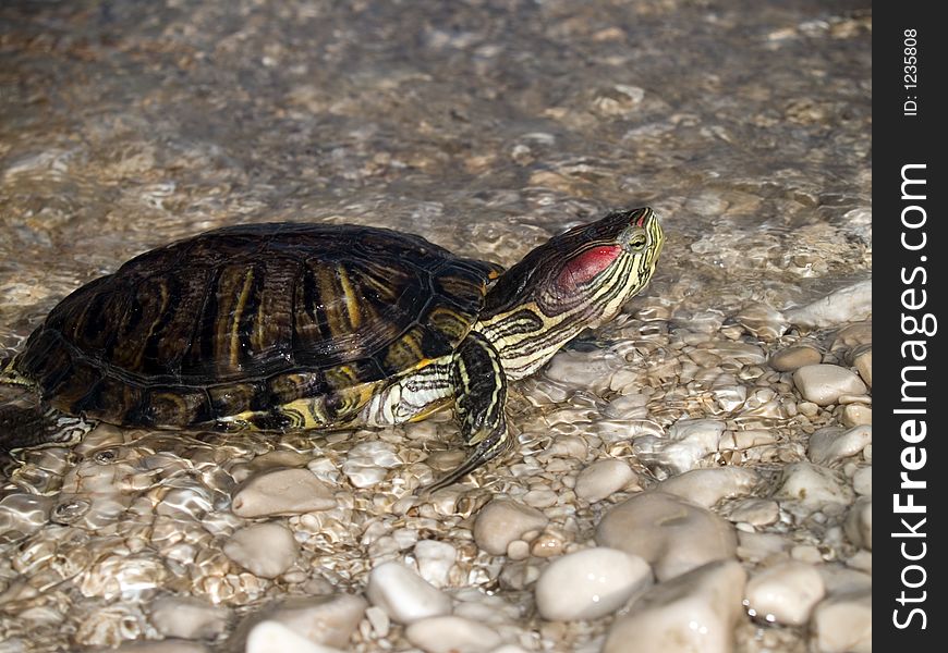 Turtle at the bank going out from the sea