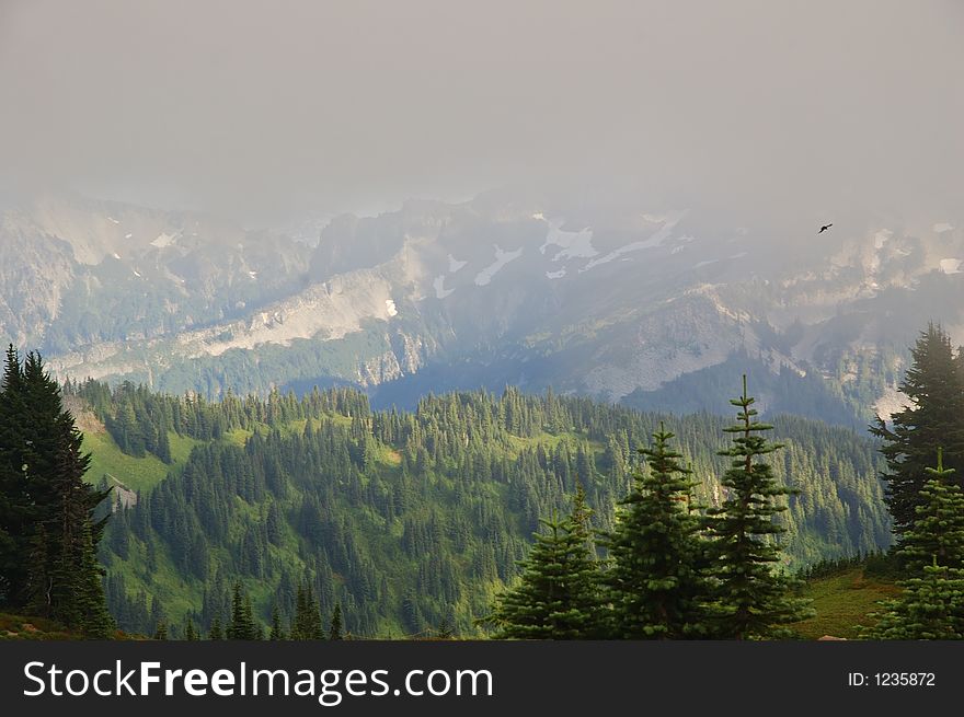 Scenic landscape with hawk flying in mount rainier national park. Scenic landscape with hawk flying in mount rainier national park