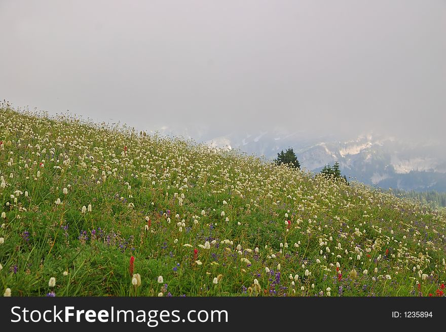 Meadow in mount rainier national park. Meadow in mount rainier national park