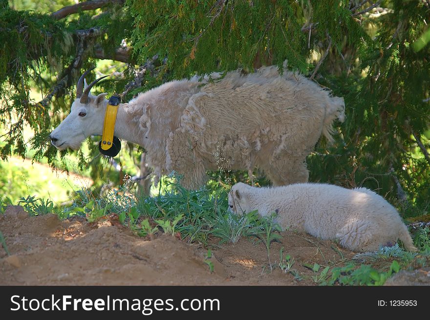 Mother mountain goat with neck tag, and her kid, in Olympic National Park in Washington State. Mother mountain goat with neck tag, and her kid, in Olympic National Park in Washington State