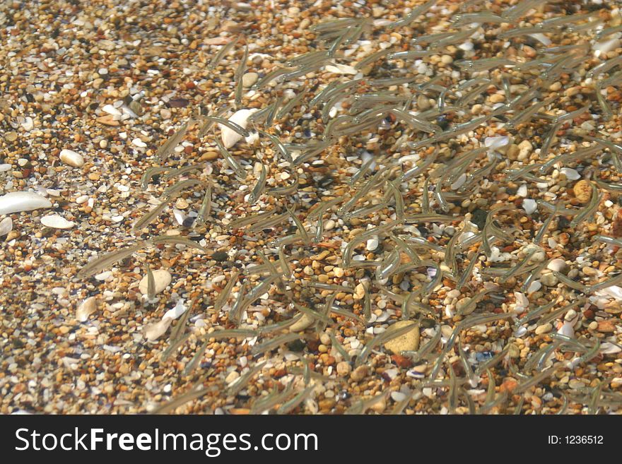 Baby fish bank near shore