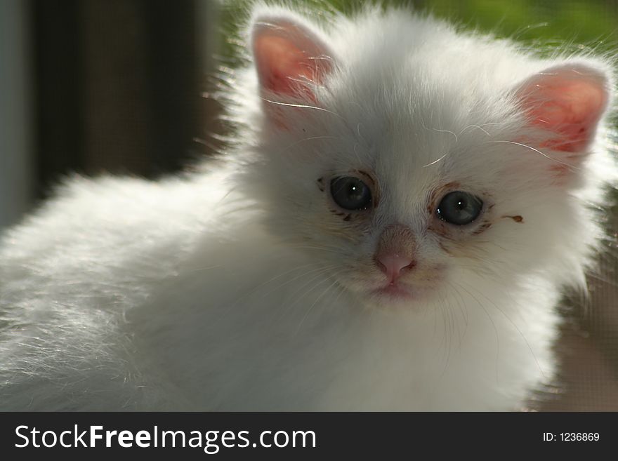 A white cute baby kitten. A white cute baby kitten