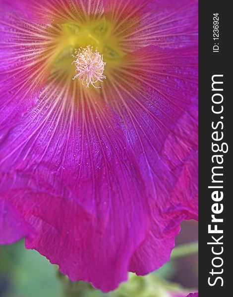 Close up of the middle of a pink hollyhock flower