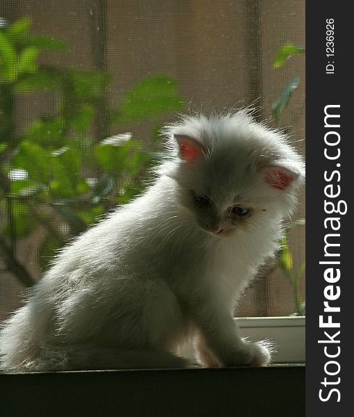 A white cute baby kitten. A white cute baby kitten