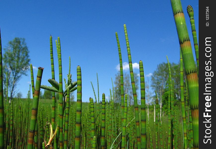 Water horsetail (Equisetum fluviatile) in spring