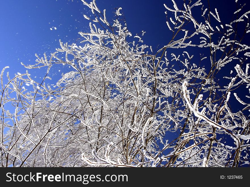 Snow-bound trees in a park. Snow-bound trees in a park