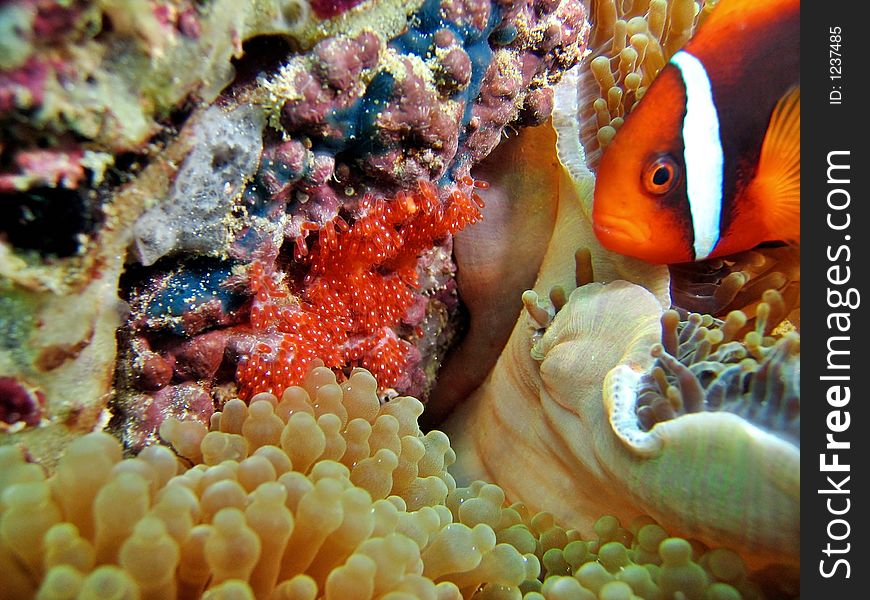 Clownfish Nest