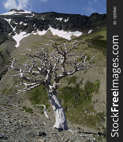 This image of the dead pine, bleached white by the weather, was taken in western MT. This image of the dead pine, bleached white by the weather, was taken in western MT.