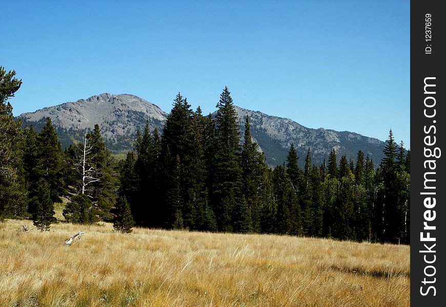 A bright fall day in a high mountain meadow surrounded by trees and mountain peaks. A bright fall day in a high mountain meadow surrounded by trees and mountain peaks.