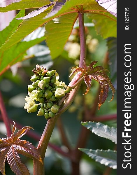 Branch of a southern plant with fruit and leaves. Branch of a southern plant with fruit and leaves