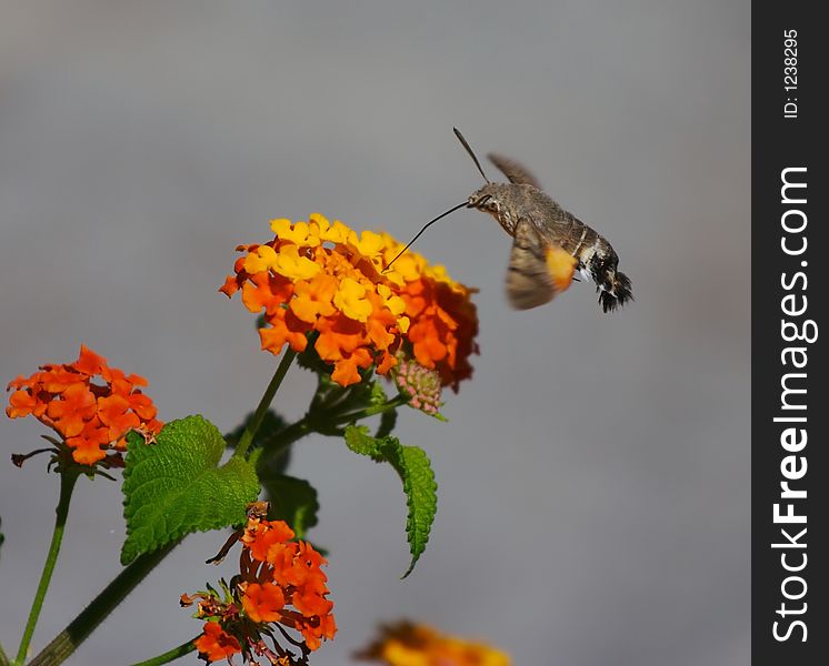 Moth eats nectar from the flowers