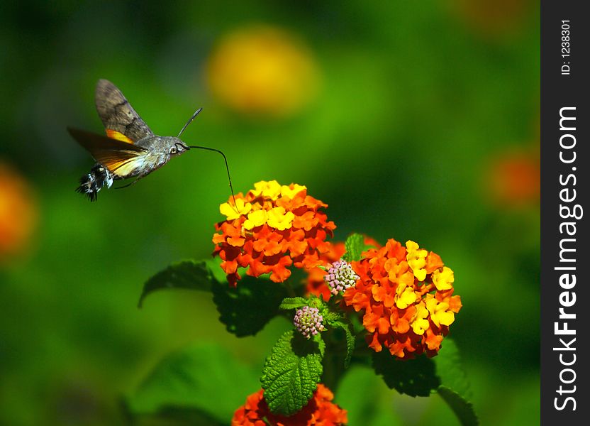 Moth eats nectar from the flowers