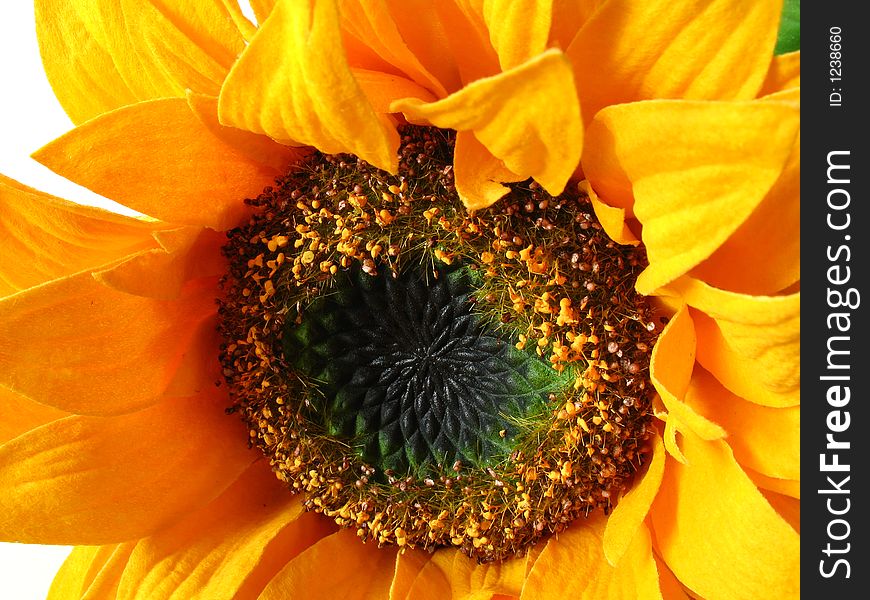 Bogus Sunflower