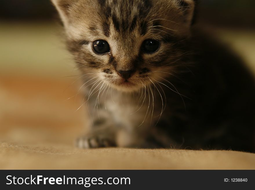 Cute little kitten, looking a bit afraid