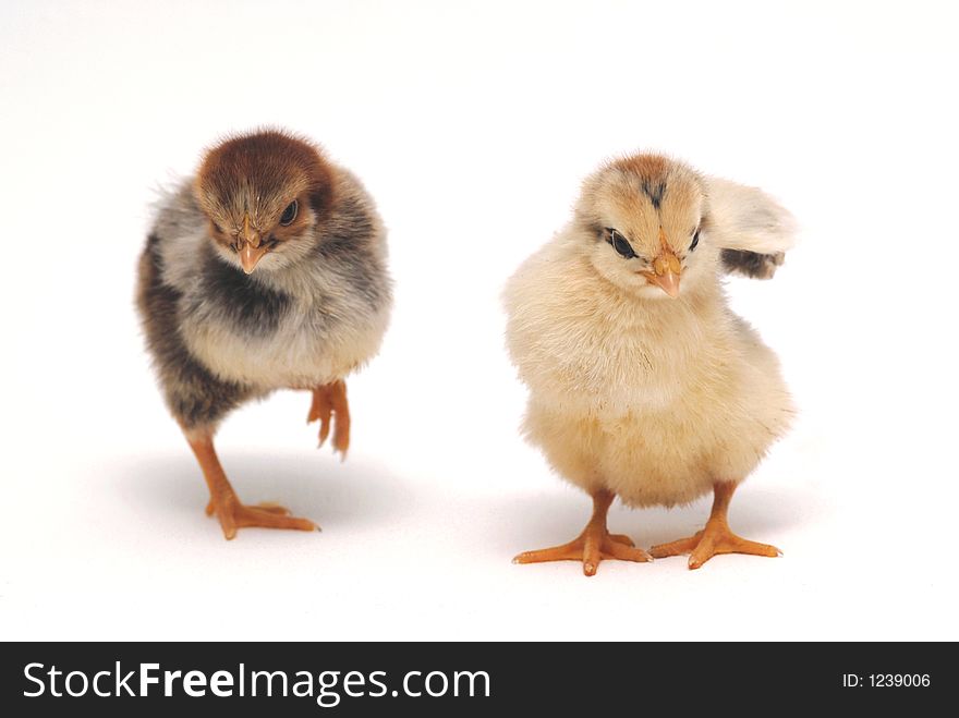 Two newly born chicken in different color in a white background .