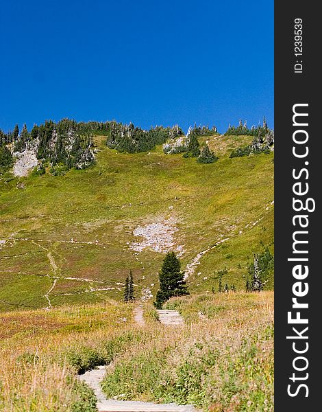 Hiking trail in Mt. Rainier National Park. Trees and grass