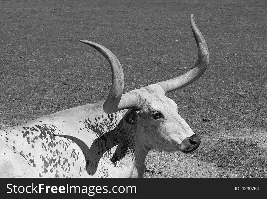 White long horn bull with dots