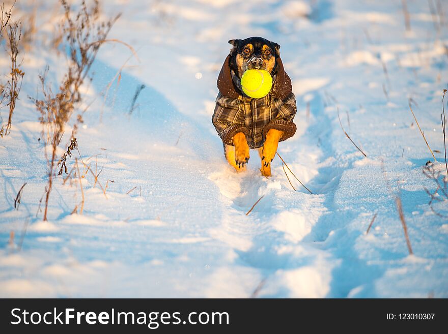 Dog with clothes runing through snow holding yellow ball in her mouth. Dog with clothes runing through snow holding yellow ball in her mouth