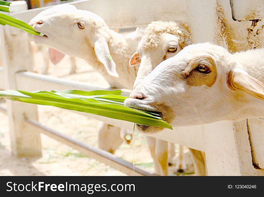 Closeup White Sheep Eating Grass