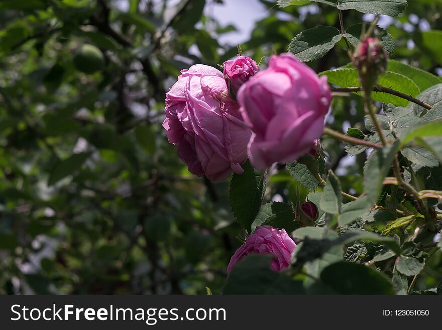 Pink climbing roses