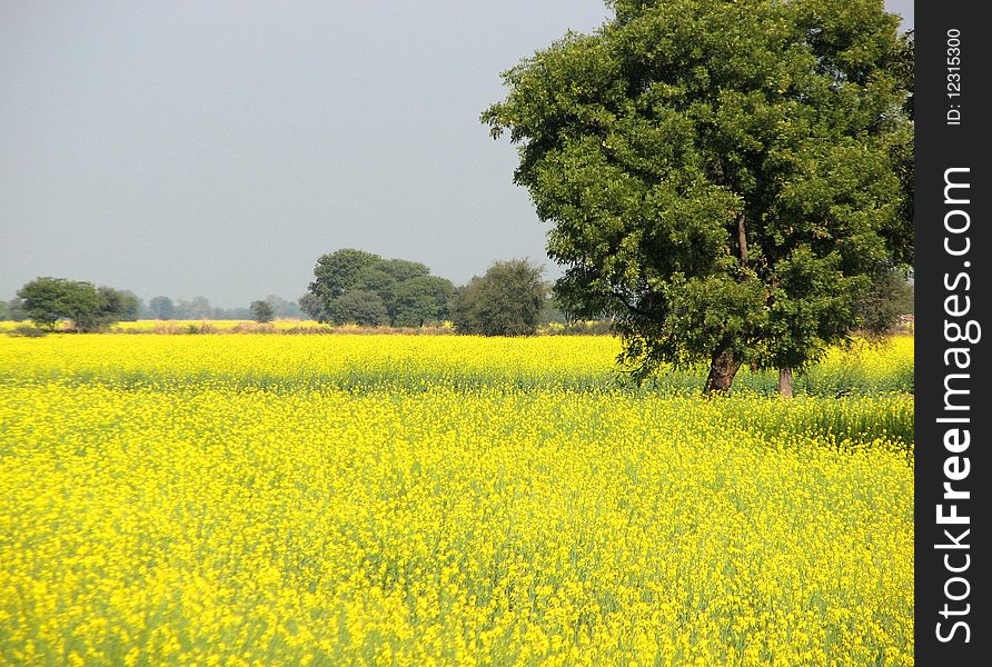 Flowering of mustard crop in spring season.