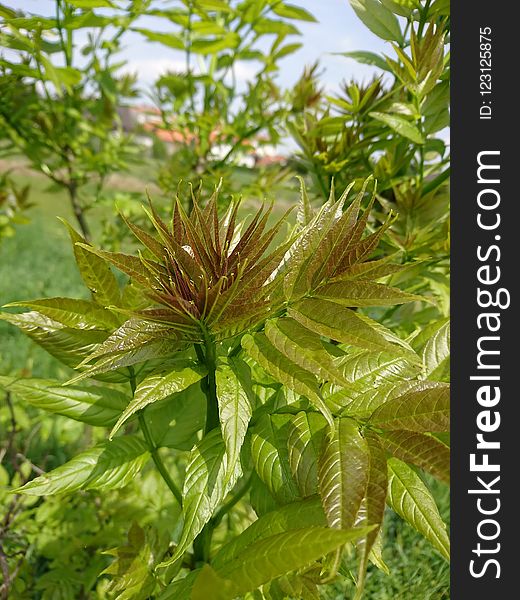 Plant, Vegetation, Flora, Leaf