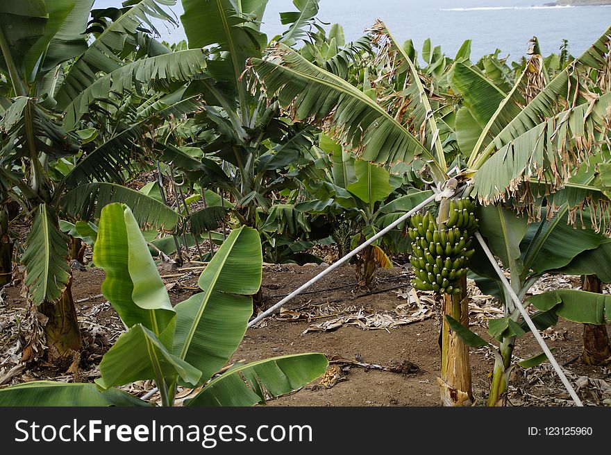 Plant, Vegetation, Leaf, Flora