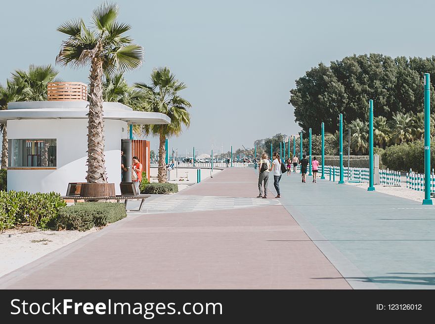 Walkway, Boardwalk, Palm Tree, Arecales