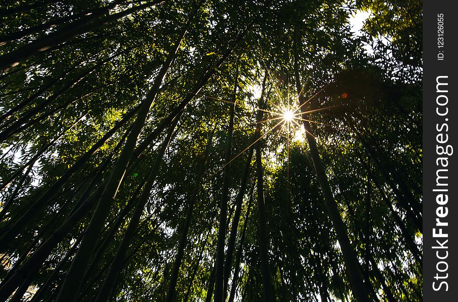 Nature, Tree, Vegetation, Leaf