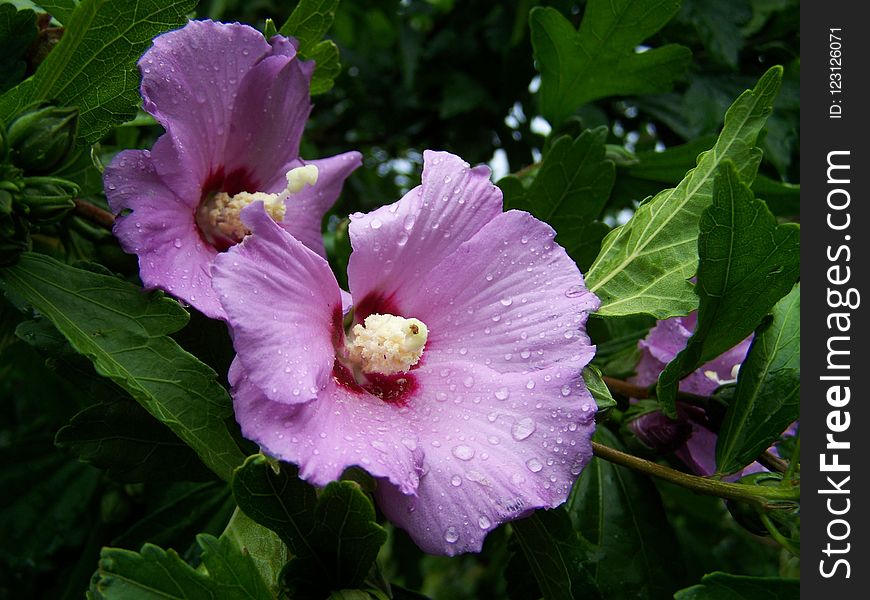 Flower, Plant, Flowering Plant, Hibiscus