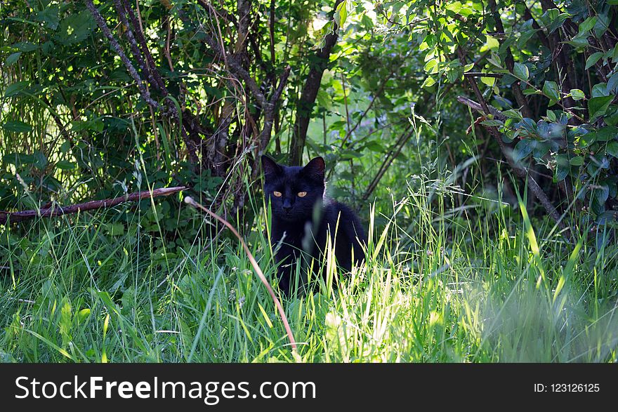 Wildlife, Fauna, Grass, Ecosystem