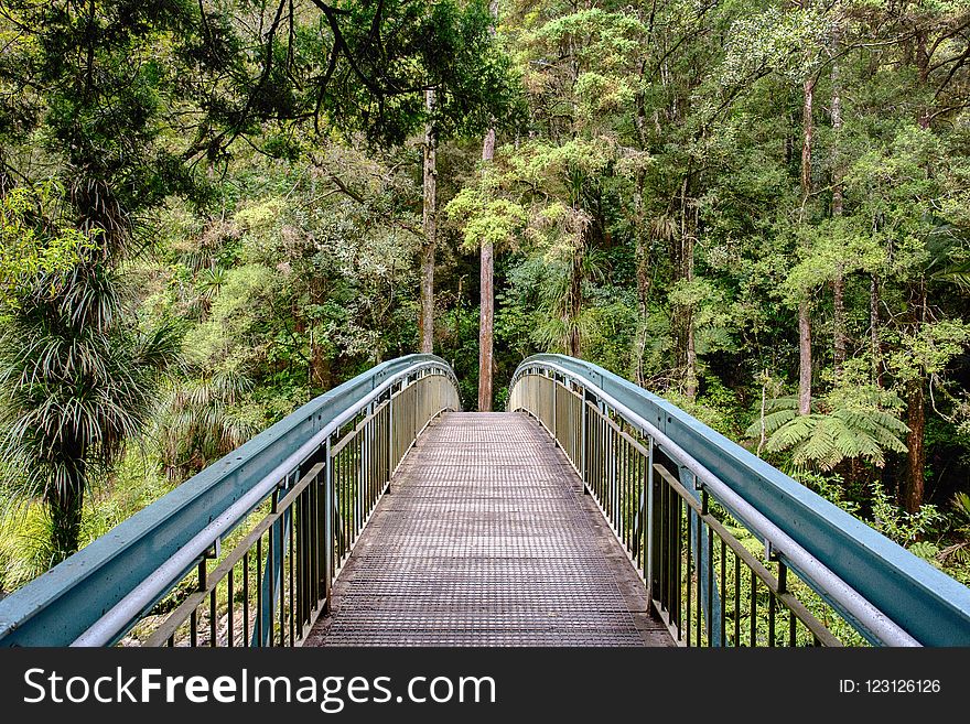 Nature, Vegetation, Path, Nature Reserve