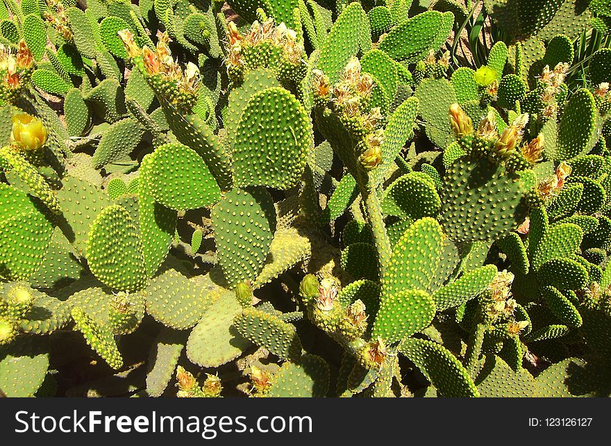 Plant, Vegetation, Cactus, Flowering Plant