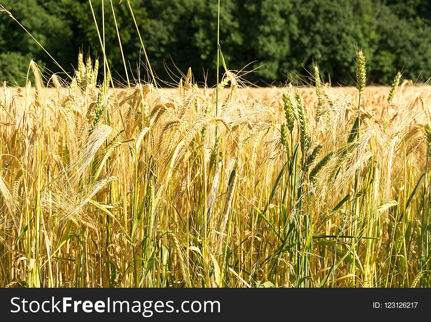 Food Grain, Wheat, Triticale, Crop