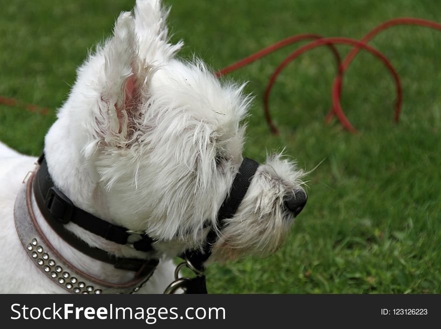 Dog Breed, Dog Like Mammal, Dog, West Highland White Terrier