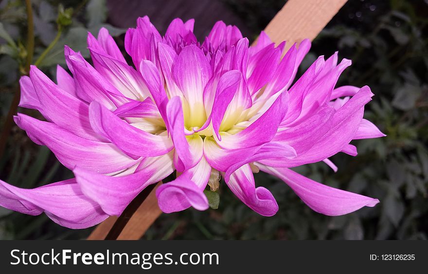 Flower, Plant, Flora, Flowering Plant