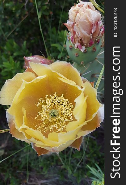 Yellow, Flowering Plant, Prickly Pear, Rose Family