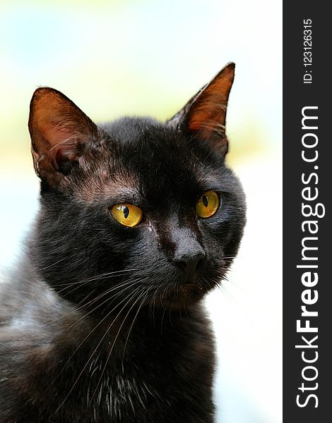 Cat, Whiskers, Black Cat, Mammal