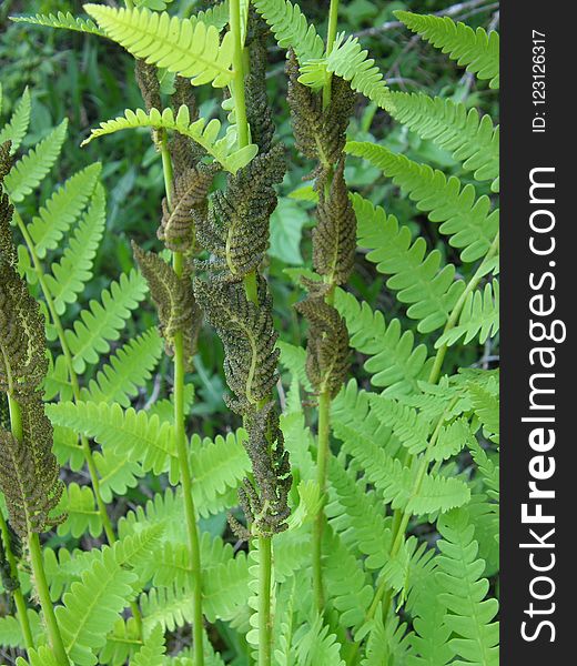 Plant, Ostrich Fern, Vegetation, Ferns And Horsetails