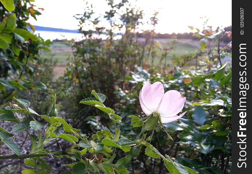 Plant, Flower, Flora, Vegetation