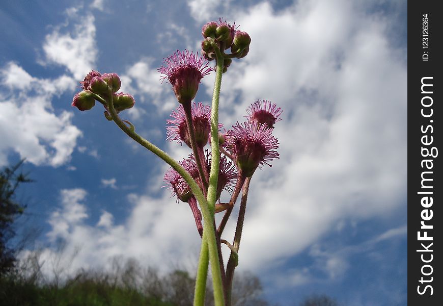 Sky, Flower, Plant, Flora